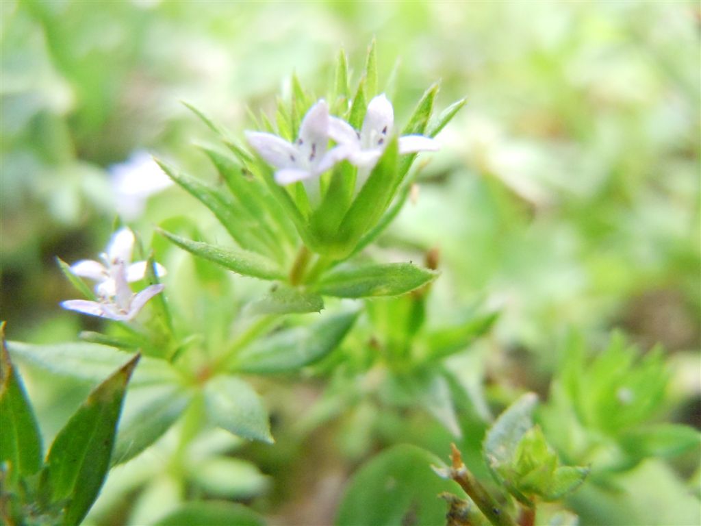 Pianta piccolissima - Sherardia arvensis
